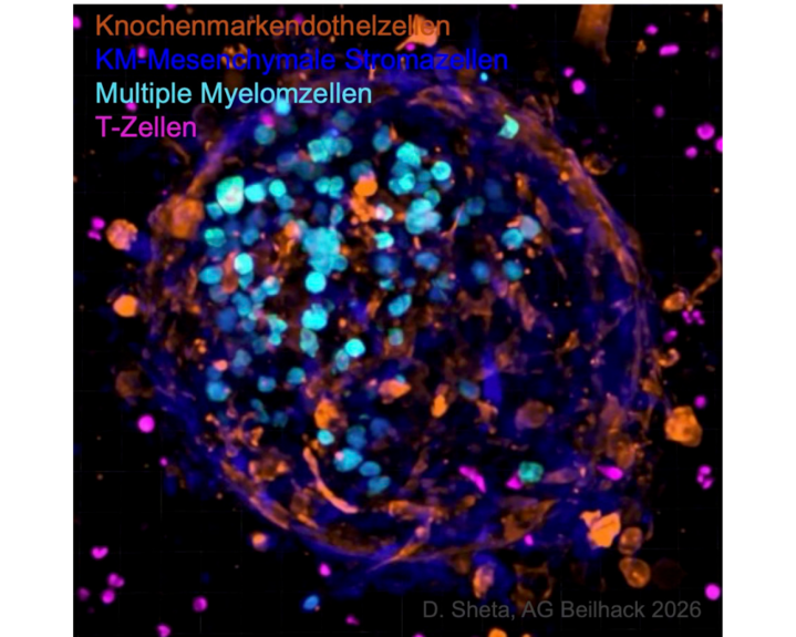 Titelbild-Ag-Beilhack-Wajant-1